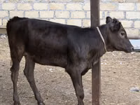 Cow, Cattle — photo 2