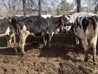 Cow, Holstein breed — photo 3