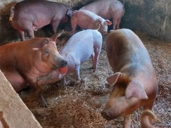 Schweine (Partie, Geschlecht nicht angegeben), 