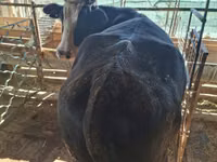 Сиыр, Latvian Blue cattle — 6-сурет