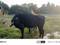Bulle, Rinder — Foto 1
