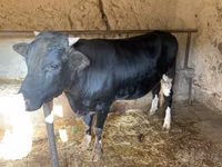 公牛, Cattle — 照片 2