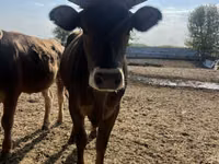母牛, Swiss cattle — 照片 2