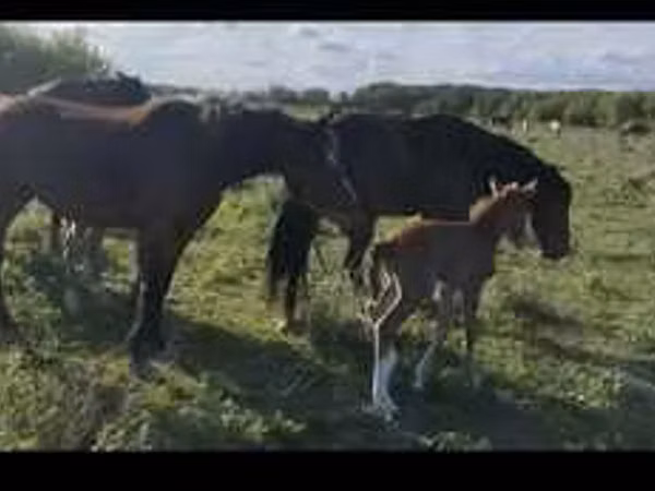Yegua, Horse breed