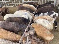 Oveja, Krasnoyarsk sheep — foto 4