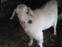 Echki, Saanen goat — 3-rasm