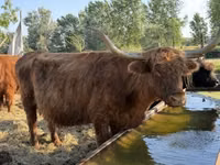 गाय, Highland — फ़ोटो 3