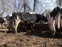 Cow, Holstein breed — photo 4