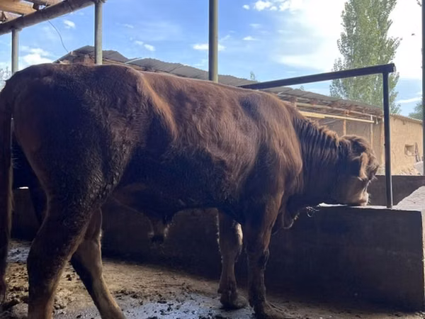 公牛, Cattle — 吉尔吉斯斯坦