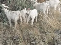 Ziege, Alpine goat — Foto 3