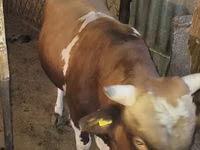 公牛, Swiss cattle — 照片 5