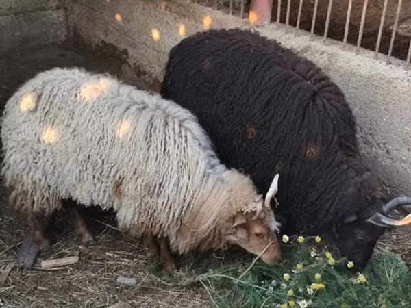 Schaf, Racka sheep