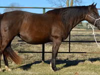 母马, Quarter Horse — 照片 5