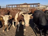 公牛, Simmental cattle — 照片 1