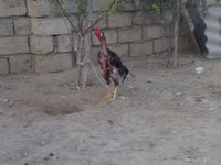 Chickens — 照片 2