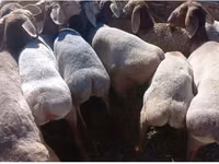 نعجة, Tian-Shan semifinewool sheep — الصورة 2