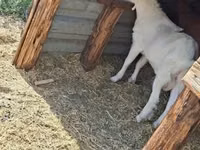 公山羊, Goats — 照片 2