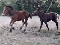 Hengst, Međimurje horse — Foto 4