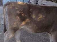 गाय, अलाताऊ नस्ल — फ़ोटो 3