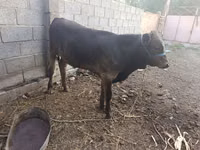 Букачар, Сиырлар — сүрөт 2