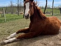 Hengst, Quarter Horse — Foto 2