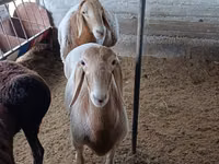 Widder, Arashan sheep — Foto 2