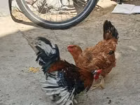 Chickens — Foto 3