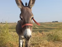 Pferde (Partie, Geschlecht nicht angegeben), Pferde — Foto 2