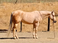 Stute, Quarter Horse — Foto 1