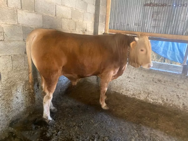 Bulle, Simmental cattle