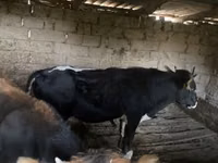 公牛, Russian Black pied cattle — 照片 1