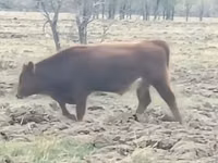 Bulle, Simmental cattle — Foto 2