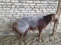 Widder, Arashan sheep — Foto 2