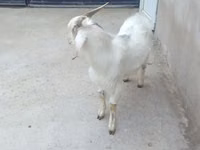 मेढ़ा, भेड़ — फ़ोटो 4