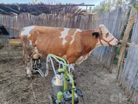 بقرة, Simmental cattle — الصورة 2