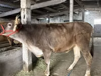 गाय, Swiss cattle — फ़ोटो 2
