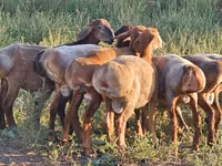 Widder, Hissar sheep — Foto 5