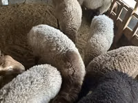 Carnero, Rhon sheep — foto 4
