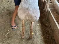 Carnero, Arashan sheep — foto 5