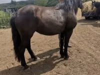 Stute, Međimurje horse — Foto 4