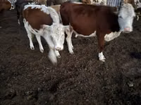 Kuh, Swiss cattle — Foto 6