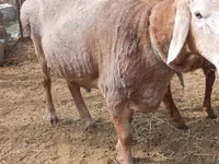 Widder, Katum sheep — Foto 3
