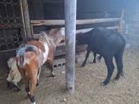 Ziege, Nubian Goat — Foto 1
