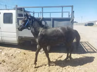 Hengst, Friesian sport horse — Foto 2