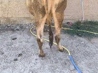 母牛, Swiss cattle — 照片 2