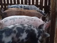 公猪, Pigs — 照片 1