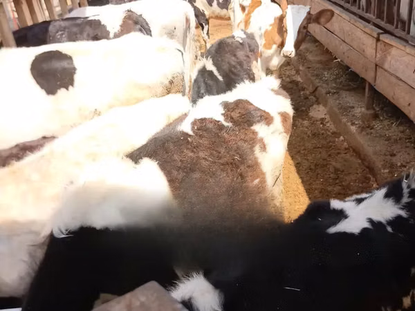 母牛, Holstein breed