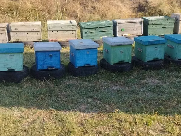 Продаю пчелосемьи рута и дадан