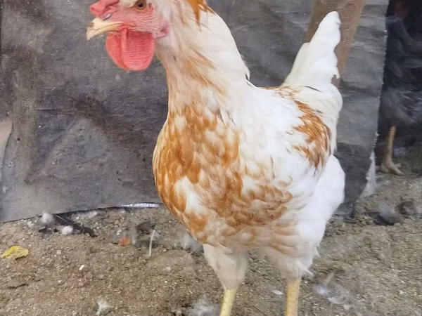 Chickens — أوزبكستان