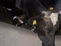 母牛, Russian Black pied cattle — 照片 5